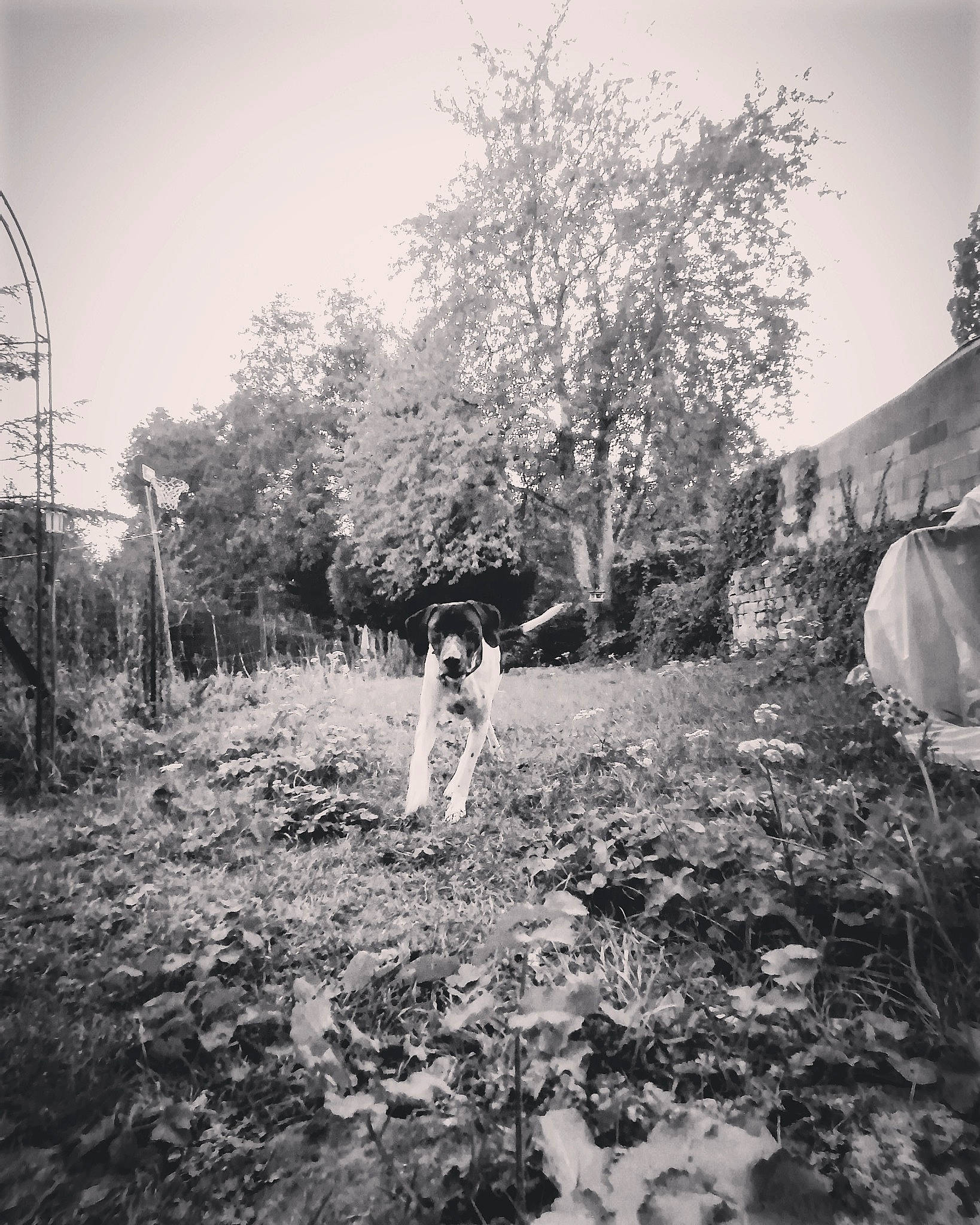 Maurice a rejoint le concours — aidez-le/la à gagner de superbes lots ! adaptation, black_and_white, child, dress, family, grass, monochrome, monochrome_photography, photograph, photography, plant, portrait, snapshot, stock_photography, style, tree, vintage_clothing