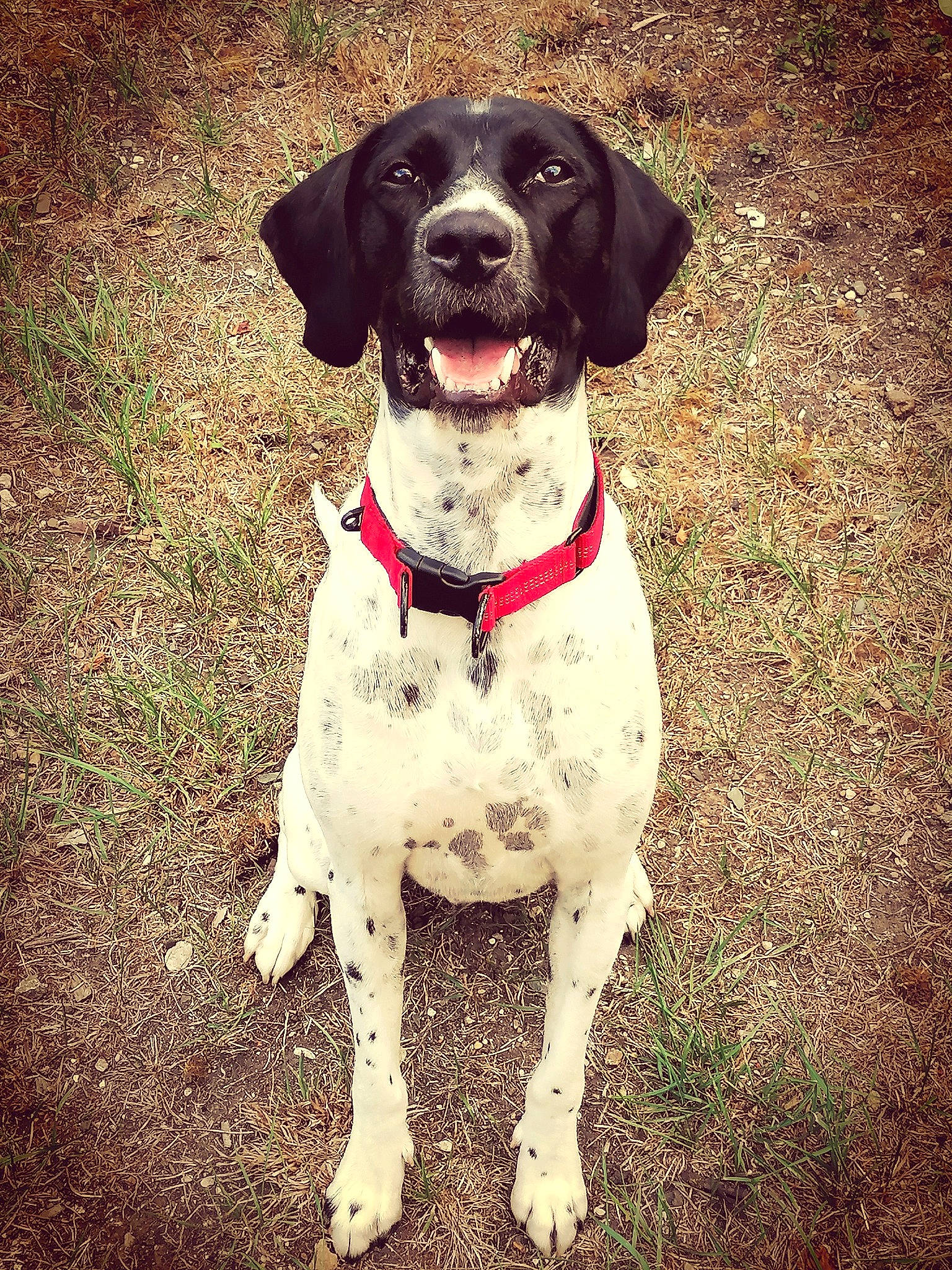 Maurice participe au concours pour gagner de l'argent avec cette photo : beagador, braque_dauvergne, braque_francais, canidae, carnivore, companion_dog, dog, dog_breed, dog_collar, german_shorthaired_pointer, hunting_dog, mammal, old_danish_pointer, pointer, pointing_breed, puppy, rare_breed_dog, snout, sporting_group, vertebrate