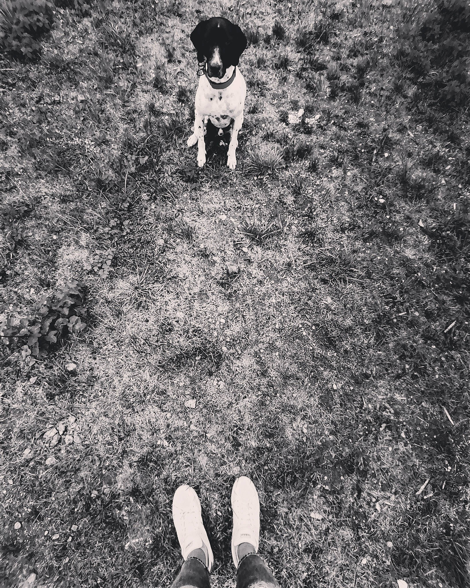 Maurice participe au concours pour gagner de l'argent avec cette photo : black, black_and_white, canidae, foot, footwear, grass, human_leg, leg, monochrome, monochrome_photography, photograph, photography, shadow, shoe, sitting, smile, snapshot, soil, stock_photography, white