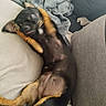 Pupuce a rejoint le concours — aidez-le/la à gagner de superbes lots ! puppy, dog, black_and_tan, small_dog, lying_down, upside_down, playful, tongue_out, paws_up, belly, short_fur, pet, animal, couch, blanket, cushion, indoor, cozy, portrait, funny