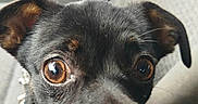 Pupuce a rejoint le concours — aidez-le/la à gagner de superbes lots ! dog, puppy, black_dog, brown_markings, floppy_ears, wide_eyes, portrait, close_up, car, car_seat, vehicle_interior, collar, pink_collar, paws, nose, whiskers, pet, animal, indoors, cute