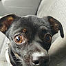 dog, puppy, black_dog, brown_markings, floppy_ears, wide_eyes, portrait, close_up, car, car_seat, vehicle_interior, collar, pink_collar, paws, nose, whiskers, pet, animal, indoors, cute