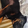 dog, sleeping, resting, curled_up, black_and_tan, pet, animal, bed, blanket, bedding, bedroom, cozy, indoors, relaxed, nap, peaceful, floppy_ears, closed_eyes, black_fur, tan markings