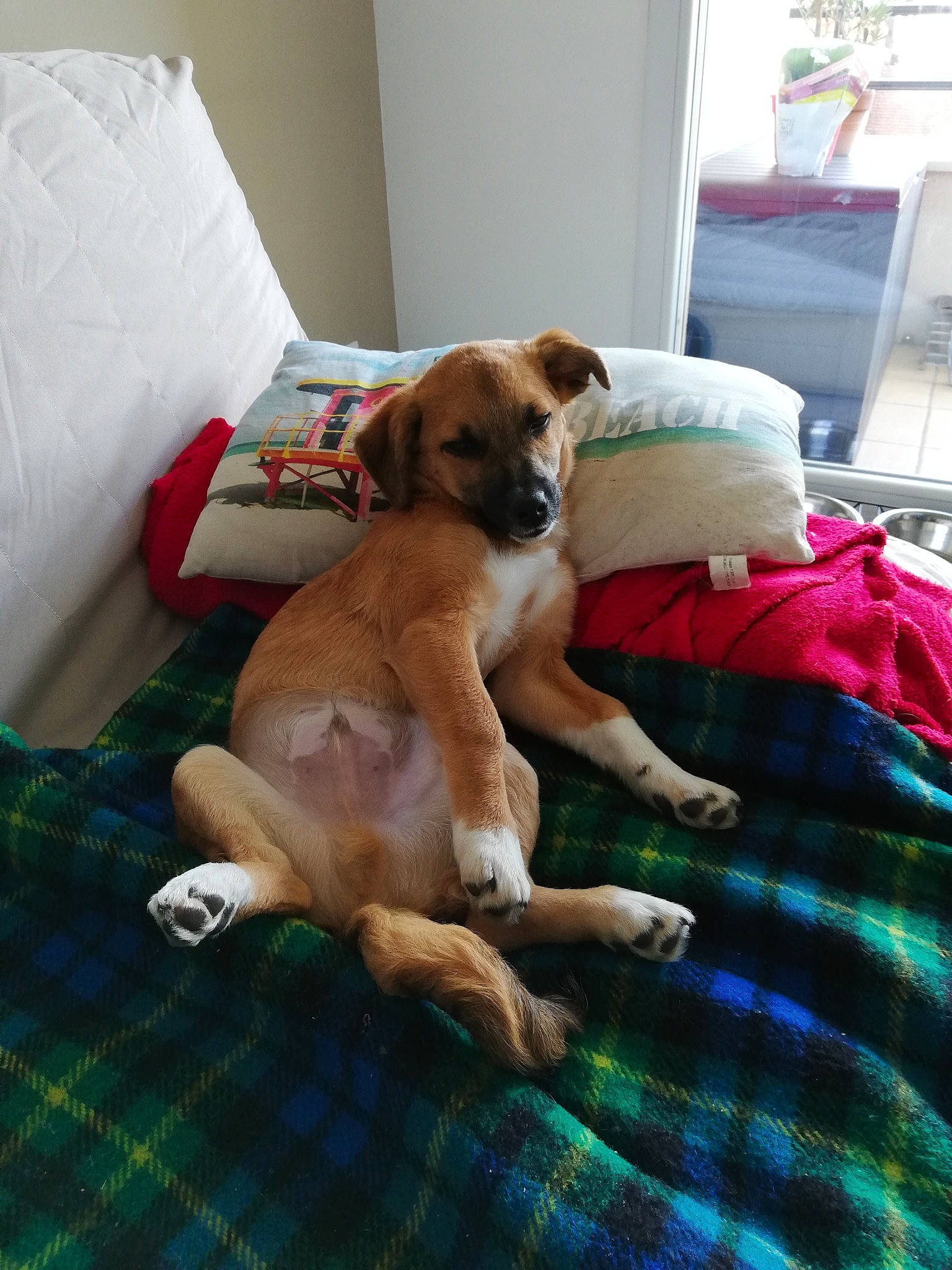 Dodo a rejoint le concours — aidez-le/la à gagner de superbes lots ! black_mouth_cur, boerboel, boxer, canidae, carnivore, companion_dog, dog, dog_breed, fawn, mammal, rhodesian_ridgeback, sporting_group