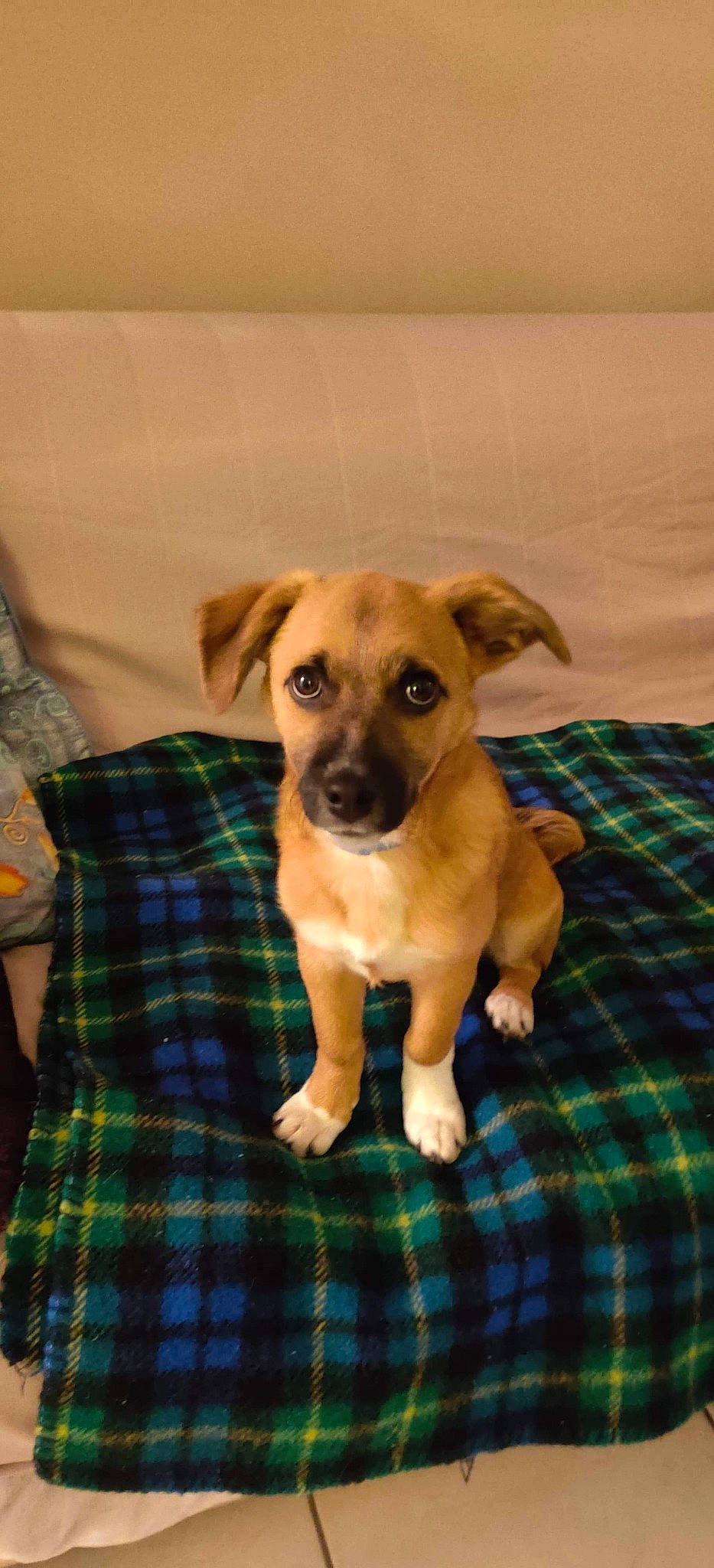 Dodo participe au concours pour gagner de l'argent avec cette photo : beagador, black_mouth_cur, canidae, carlin_pinscher, carnivore, companion_dog, dog, dog_breed, fawn, feist, mammal, potcake_dog, puggle, puppy, rare_breed_dog, snout, sporting_group, vertebrate