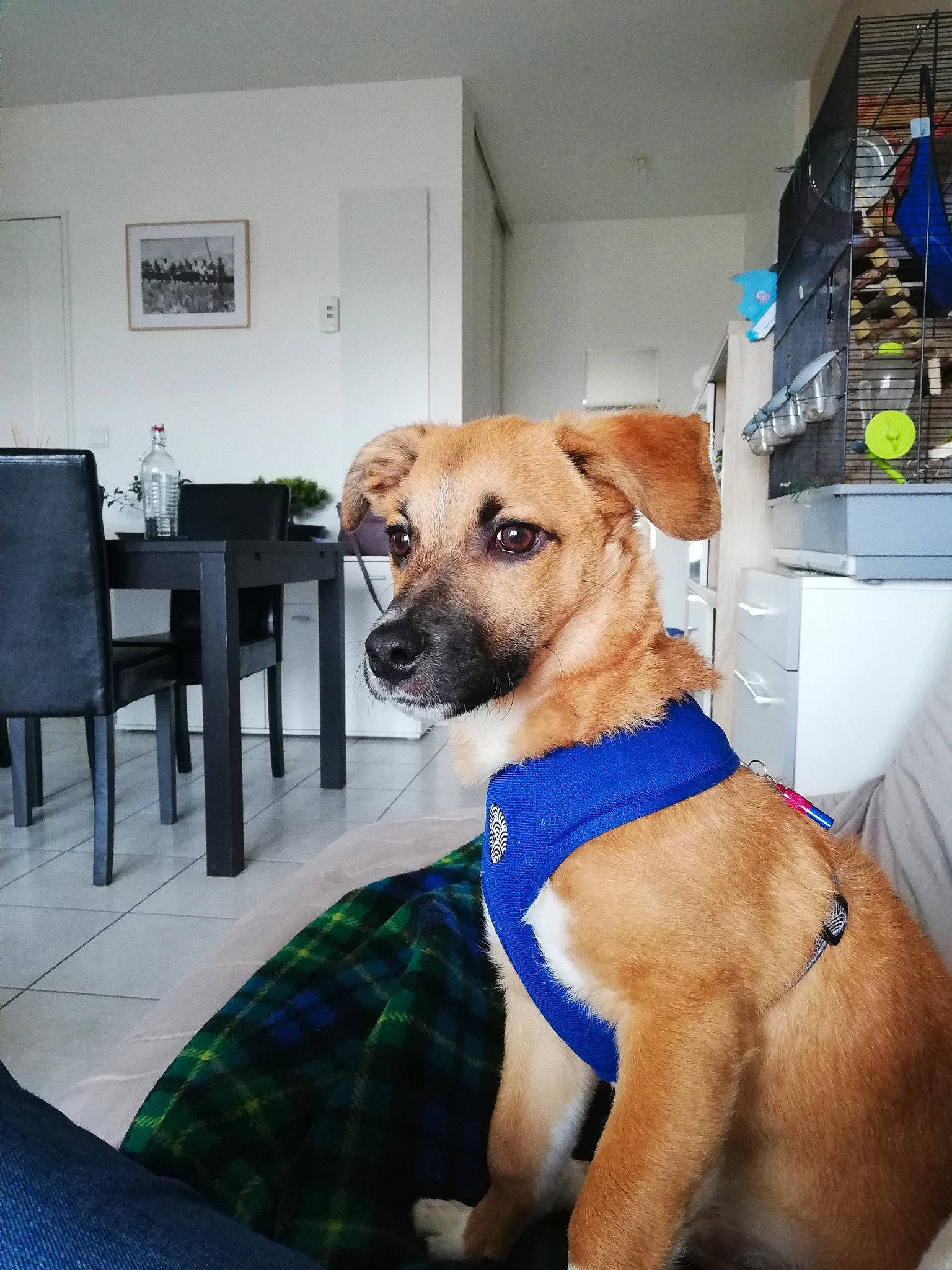 Dodo participe au concours pour gagner de l'argent avec cette photo : black_mouth_cur, canidae, carnivore, companion_dog, dog, dog_breed, fawn, feist, mammal, potcake_dog, puppy, snout