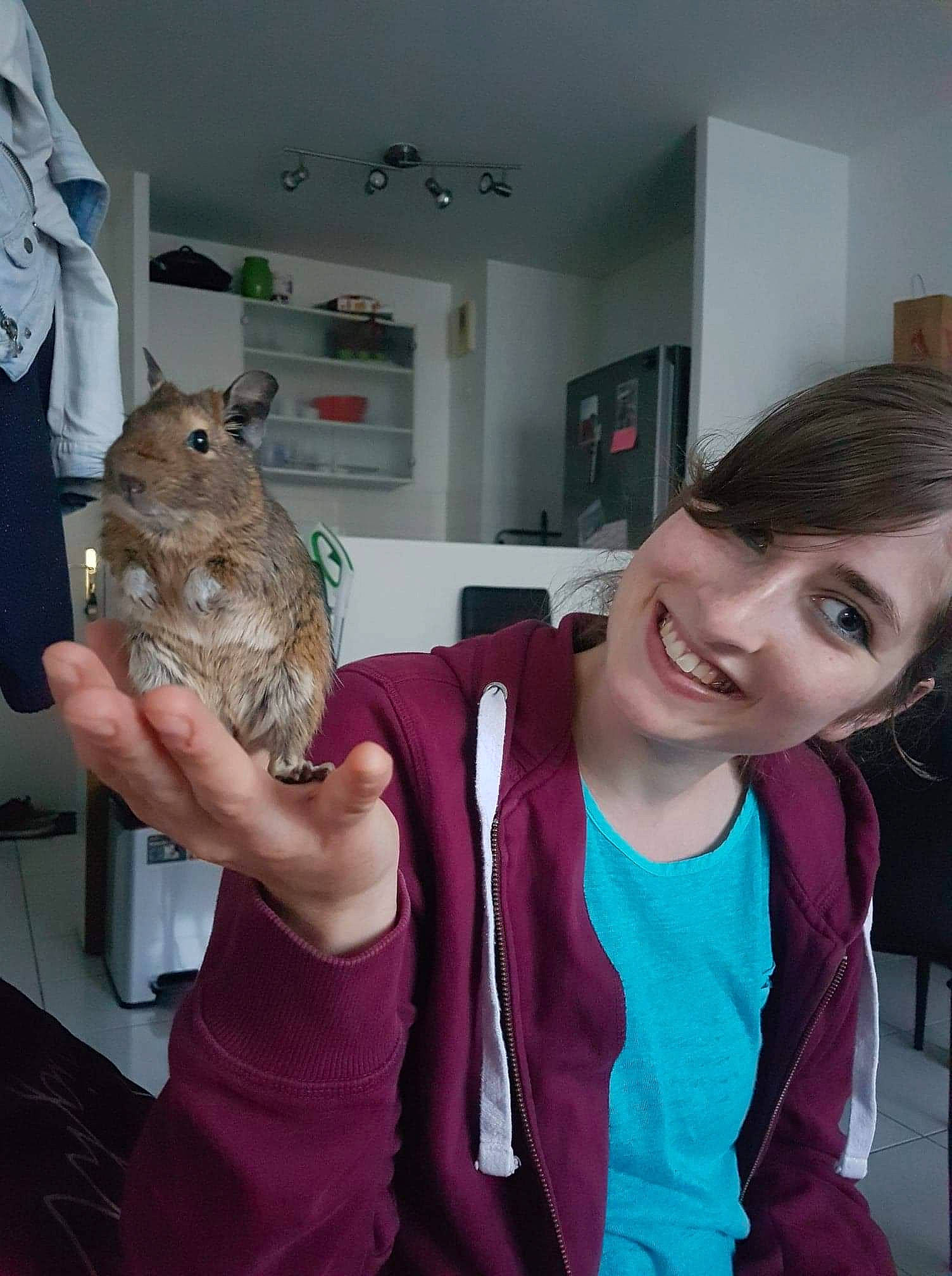 Kiki a rejoint le concours — aidez-le/la à gagner de superbes lots ! chinchilla, degu, fawn, gerbil, marsupial, muridae, muroidea, rodent, shoulder, squirrel