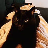 Opium a rejoint le concours — aidez-le/la à gagner de superbes lots ! black_cat, cat, pet, animal, feline, indoor, blanket, couch, cozy, relaxing, golden_eyes, fur, whiskers, stretching, comfort, domestic, closeup, warm_light, resting, home