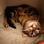 Ariane a rejoint le concours — aidez-le/la à gagner de superbes lots ! animal, blanket, cat, closeup, cozy, curious, cute, ears, feline, fur, indoor, lying_down, paws, pet, relaxed, resting, soft, tabby, upside_down, whiskers