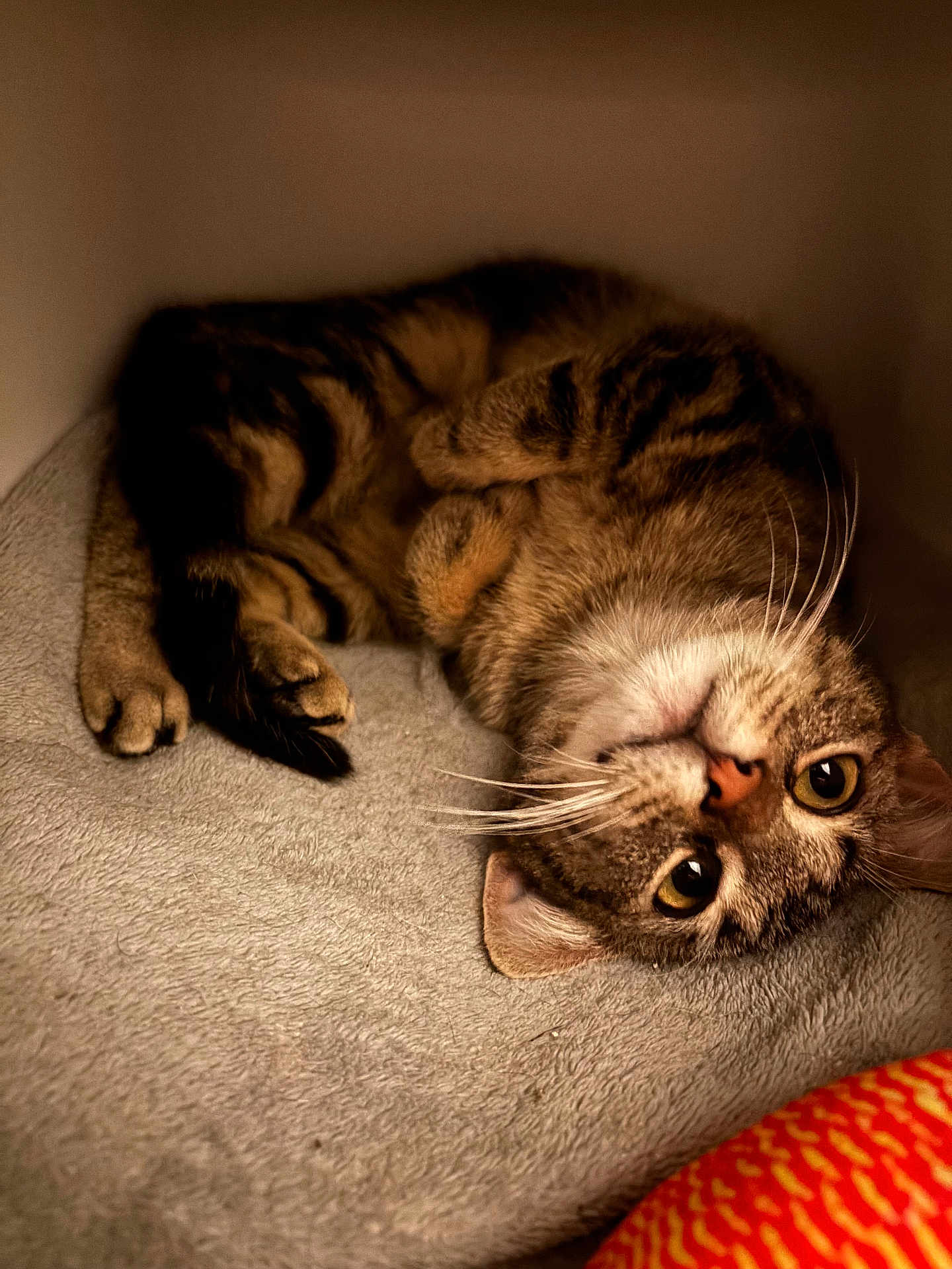 Ariane a rejoint le concours — aidez-le/la à gagner de superbes lots ! animal, blanket, cat, closeup, cozy, curious, cute, ears, feline, fur, indoor, lying_down, paws, pet, relaxed, resting, soft, tabby, upside_down, whiskers
