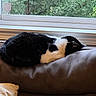 cat, black_and_white, sleeping, curled_up, resting, pet, feline, sofa, couch, leather, cushion, window, indoors, home, evergreen_trees, nature, relaxed, cozy, nap, portrait