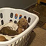 puppy, dog, laundry_basket, blanket, indoor, carpet, door, animal, pet, sleeping, resting, cute, young_dog, brown_fur, cozy, home, floor, small, domestic_animal, comfort