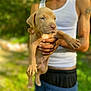 puppy, dog, person, hand, outdoor, greenery, tank_top, shorts, sunlight, portrait, young_animal, animal, cute, pet, summer, nature, holding, brown_fur, grass, casual_clothing