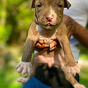 Fendi is registered to the contest to win money with this photo: puppy, dog, animal, pet, cute, young, brown, white, outdoor, nature, person, hands, holding, face, closeup, fur, small, adorable, portrait, daylight