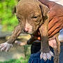 Fendi joined the competition — help win amazing prizes! puppy, dog, animal, pet, cute, young, brown_fur, white_paws, person, hand, holding, outdoor, greenery, tank_top, shorts, blurred_background, close_up, portrait, young_animal, nature