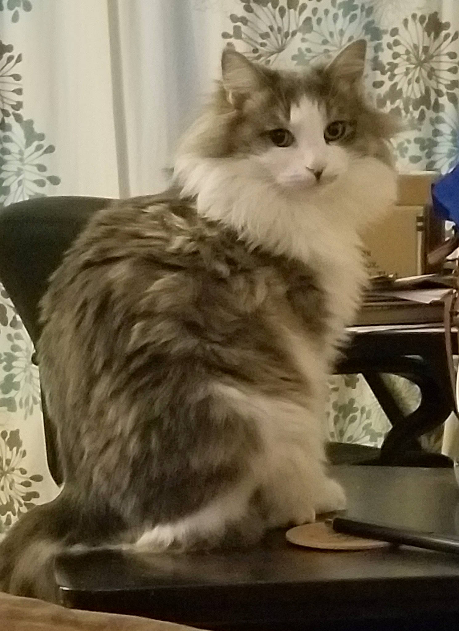 Loki joined the competition — help win amazing prizes! british_longhair, carnivore, cat, curtain, felidae, fur, maine_coon, plant, sitting, small_to_medium_sized_cats, table, tail, whiskers