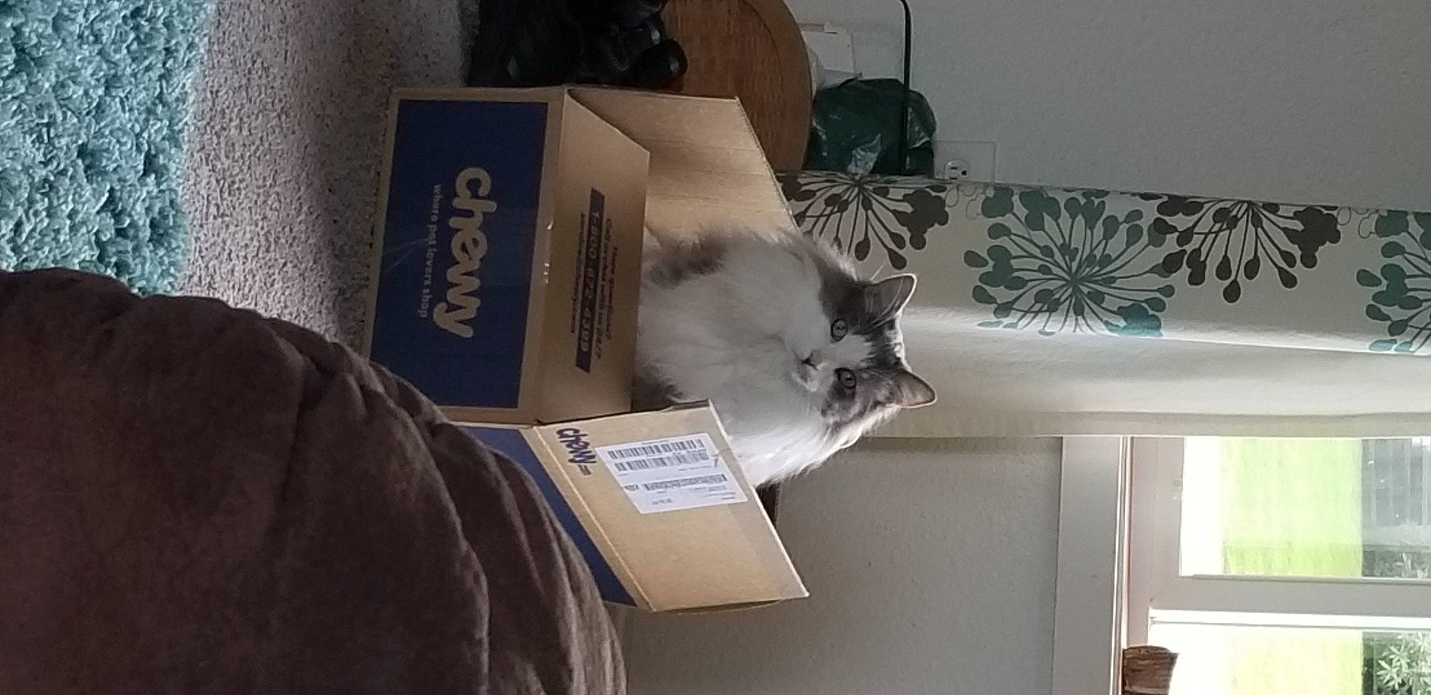 Loki is registered to the contest to win money with this photo: box, carnivore, cat, collection, domestic_short_haired_cat, felidae, font, fur, grey, hardwood, paper, paper_product, publication, room, shelving, small_to_medium_sized_cats, table, tail, whiskers, wood