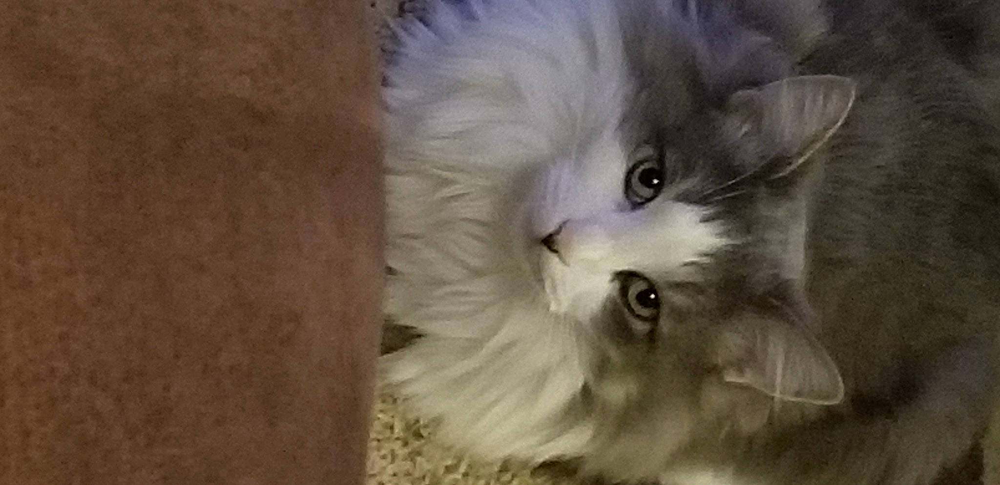 Loki joined the competition — help win amazing prizes! british_longhair, carnivore, cat, felidae, fur, hardwood, paw, ragdoll, small_to_medium_sized_cats, tail, whiskers, wood