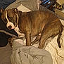 Remi is registered to the contest to win money with this photo: animal, bed, blanket, brindle, brown, canine, comfort, cozy, dog, domestic, fur, furniture, indoor, living_space, pet, pillow, relaxing, resting, sleepy, white