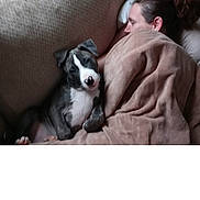 Remi joined the competition — help win amazing prizes! blanket, brown, companion, couch, cozy, curious, cute, dog, face, fur, fur_pattern, home, indoor, nap, person, pet, puppy, relaxing, rest, sleeping