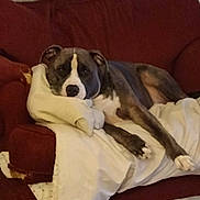 Remi joined the competition — help win amazing prizes! animal, blanket, brown, canine, comfort, couch, cozy, dog, domestic, fur, home, indoor, laying_down, living_room, pet, pillow, relaxed, resting, sleepy, white
