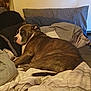 Remi joined the competition — help win amazing prizes! bed, blanket, brindle, brown, canine, comfort, cozy, dog, domestic_animal, furniture, indoor, laying_down, looking_back, pet, pillow, relaxed, resting, sleeping_area, striped, white