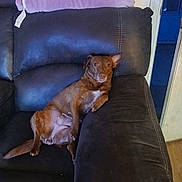 Lulu is registered to the contest to win money with this photo: animal, blanket, brown_dog, canine, casual, comfort, couch, dog, domestic_animal, ear_up, furniture, home, indoor, living_room, one_ear_up, pet, relaxed, resting, seated, sofa