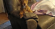 Lulu joined the competition — help win amazing prizes! animal, blanket, brown_dog, canine, carpet, comfort, cozy, curtains, dog, domestic, furniture, home, indoor, leather_chair, living_room, pet, pile_of_clothes, recliner, relaxing, wooden_floor
