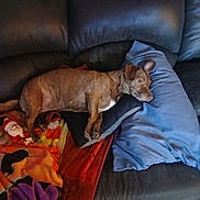 Lulu joined the competition — help win amazing prizes! animal, blanket, blue_pillow, brown_dog, colorful_blanket, comfort, couch, dog, domestic, floor, fur, home, indoor, leather_couch, pet, pillow, relaxed, resting, side_view, wooden_floor