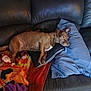 animal, blanket, blue_pillow, brown_dog, colorful_blanket, comfort, couch, dog, domestic, floor, fur, home, indoor, leather_couch, pet, pillow, relaxed, resting, side_view, wooden_floor
