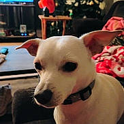 Mayo joined the competition — help win amazing prizes! animal, black_nose, blanket, christmas_tree, close_up, collar, cozy, decorations, dog, ears, fan, furniture, home, indoor, living_room, pet, portrait, table, television, white_dog