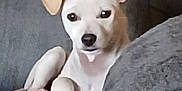 Mayo joined the competition — help win amazing prizes! animal, canine, closeup, companion, couch, cozy, cute, dog, domestic_animal, ears, fur, home, indoor, looking, pet, puppy, relaxed, resting, sitting, white_dog