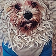 Rocky joined the competition — help win amazing prizes! animal, blue_shirt, carpet, closeup, companion, curly_fur, cute, dog, domestic, fluffy, fur, house_pet, indoor, looking_up, mammal, pet, portrait, sitting, small_dog, white