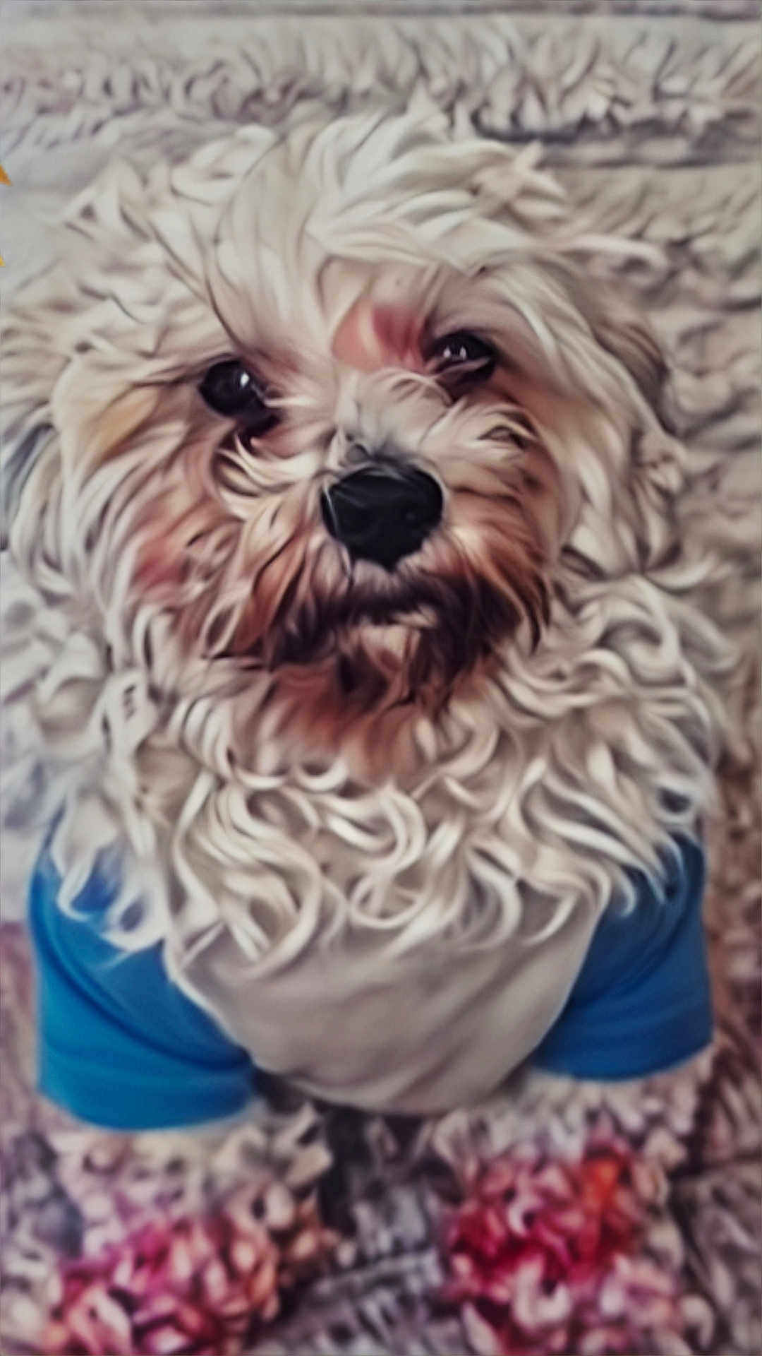 Rocky joined the competition — help win amazing prizes! animal, blue_shirt, carpet, closeup, companion, curly_fur, cute, dog, domestic, fluffy, fur, house_pet, indoor, looking_up, mammal, pet, portrait, sitting, small_dog, white