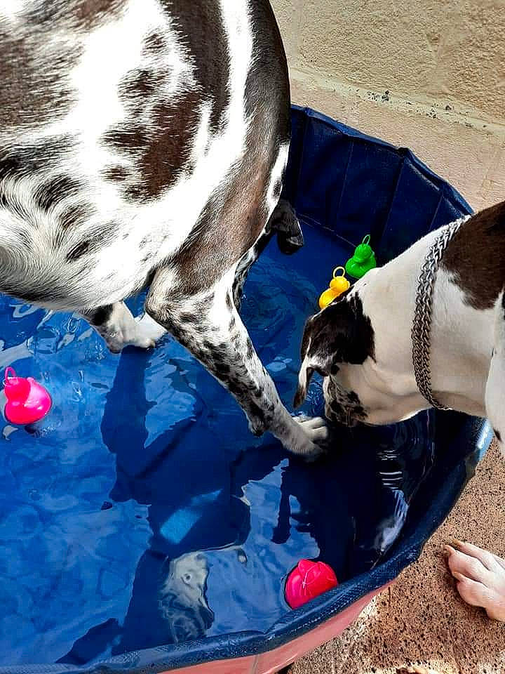 César Et Belle participe au concours pour gagner de l'argent avec cette photo : blue, boats_and_boating_equipment_and_supplies, carnivore, companion_dog, dog, dog_breed, electric_blue, fawn, foot, fur, human_leg, leisure, recreation, snout, sporting_group, tail, terrestrial_animal, thigh, winter, working_animal
