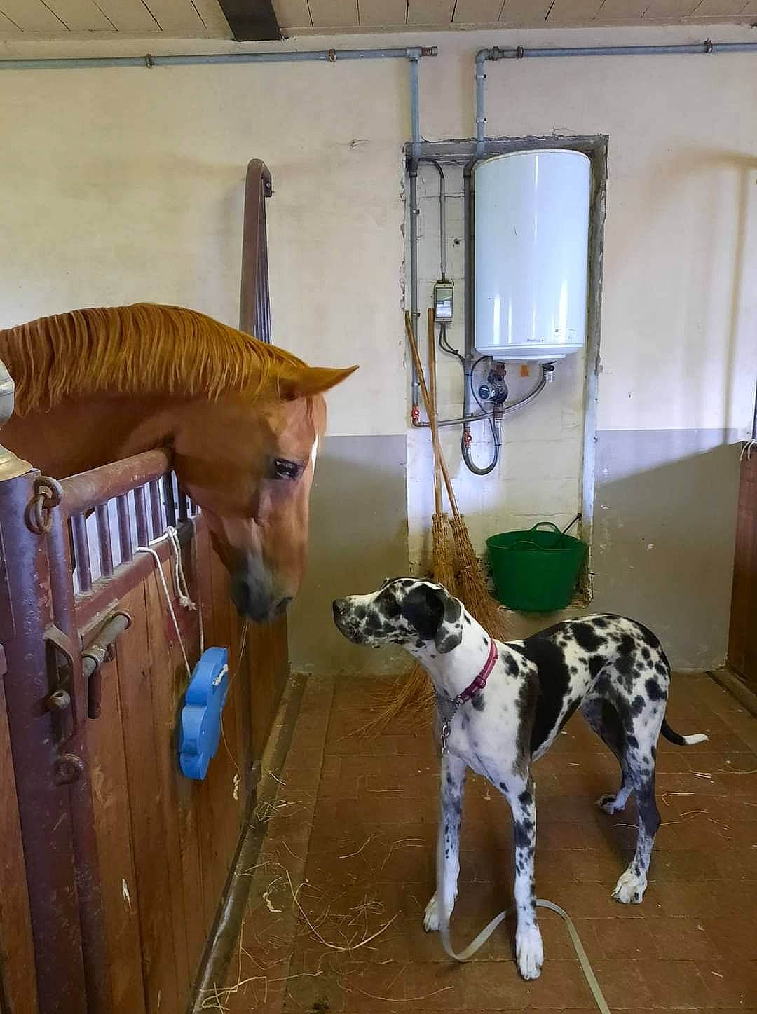 César Et Belle participe au concours pour gagner de l'argent avec cette photo : animal_shelter, carnivore, collar, dog, dog_breed, dog_collar, door, fawn, floor, flooring, hardwood, mammal, mechanical_fan, pet_supply, snout, sporting_group, tail, vertebrate, wood, working_animal