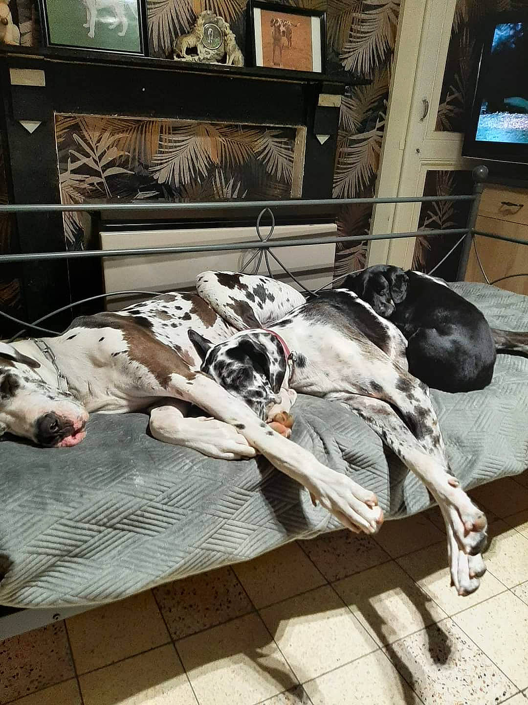 César Et Belle a rejoint le concours — aidez-le/la à gagner de superbes lots ! art, carnivore, city, comfort, companion_dog, flooring, fur, linens, litter, machine, metal, monochrome, room, shelf, sidewalk, sitting, sporting_group, street, waste, wood