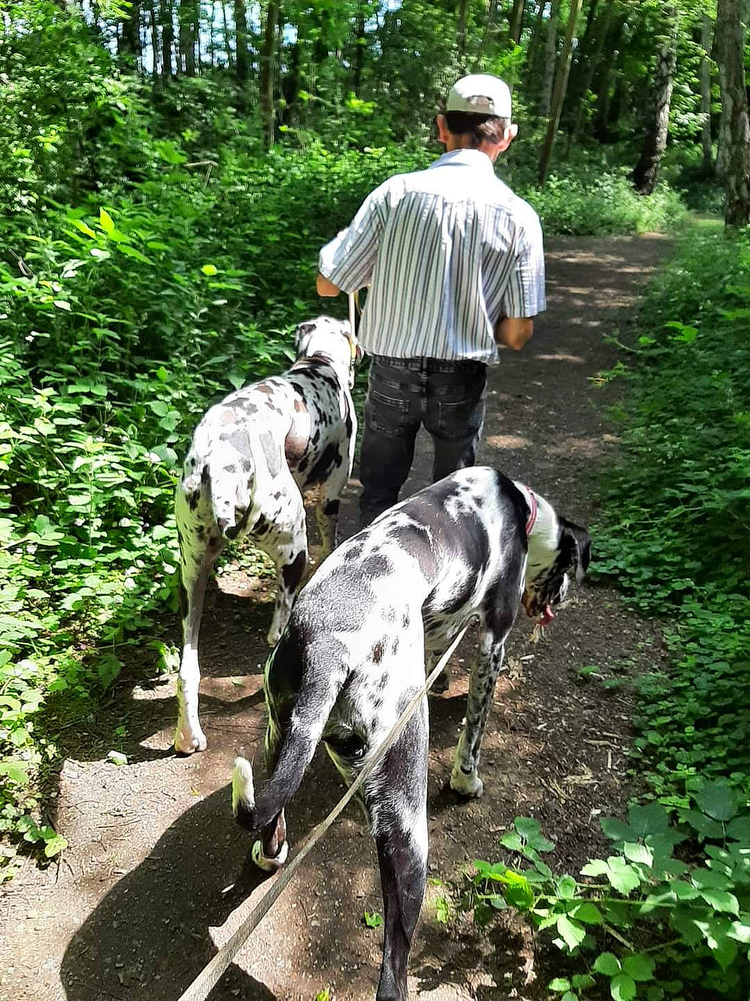 César Et Belle participe au concours pour gagner de l'argent avec cette photo : canidae, carnivore, dalmatian, dog, dog_breed, dog_hiking, fawn, forest, hat, jungle, livestock, plant, recreation, snout, soil, sporting_group, terrestrial_animal, tree, walking, working_animal