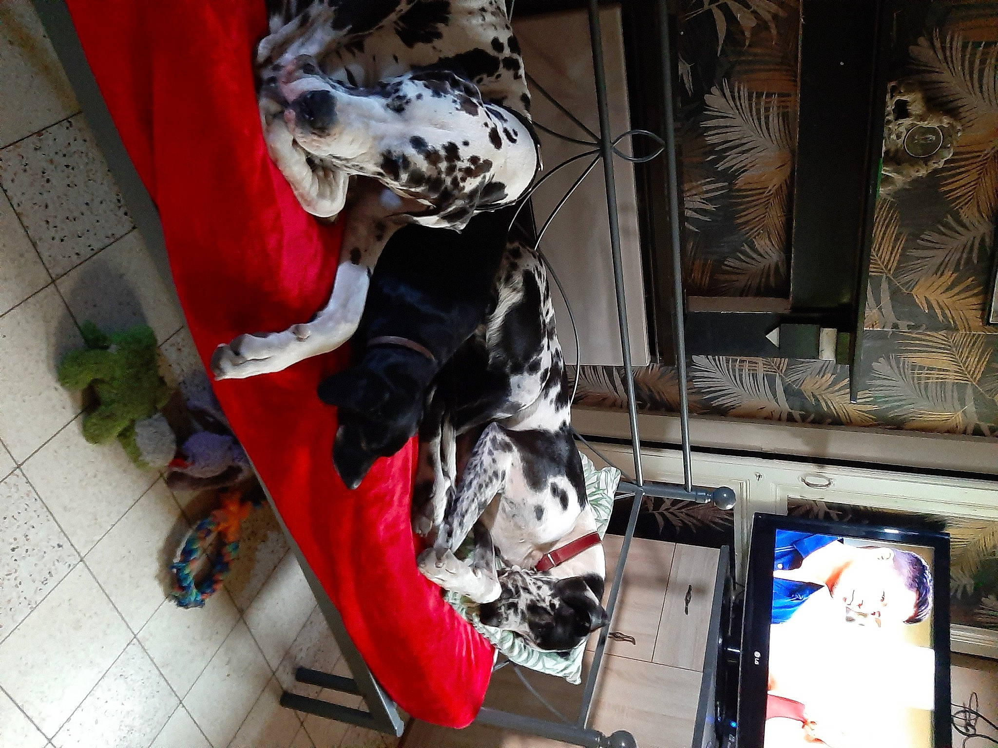 César a rejoint le concours — aidez-le/la à gagner de superbes lots ! art, carmine, flooring, fur, human_leg, machine, room, visual_arts, window