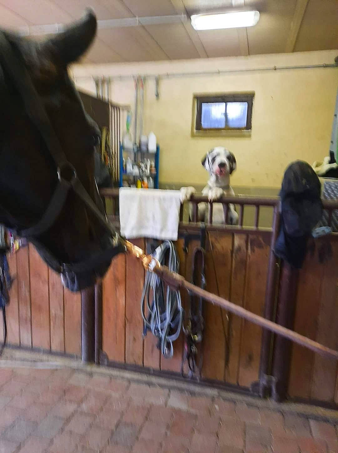 César a rejoint le concours — aidez-le/la à gagner de superbes lots ! bridle, bull, event, fence, horse, horse_supplies, horse_tack, landscape, livestock, mane, mare, metal, pack_animal, recreation, rein, snout, stable, stallion, wood, working_animal