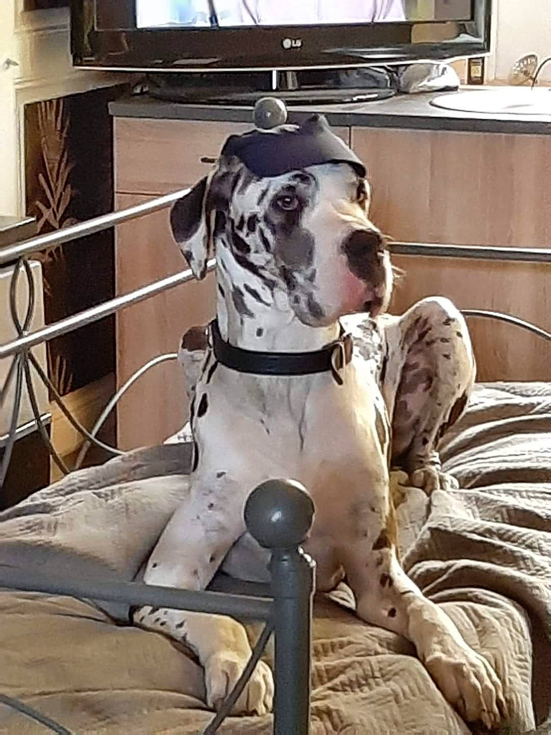 César participe au concours pour gagner de l'argent avec cette photo : canidae, carnivore, collar, companion_dog, dalmatian, dog, dog_breed, dog_collar, dog_supply, fawn, great_dane, guard_dog, leash, metal, monochrome_photography, pet_supply, snout, sporting_group, working_animal, working_dog