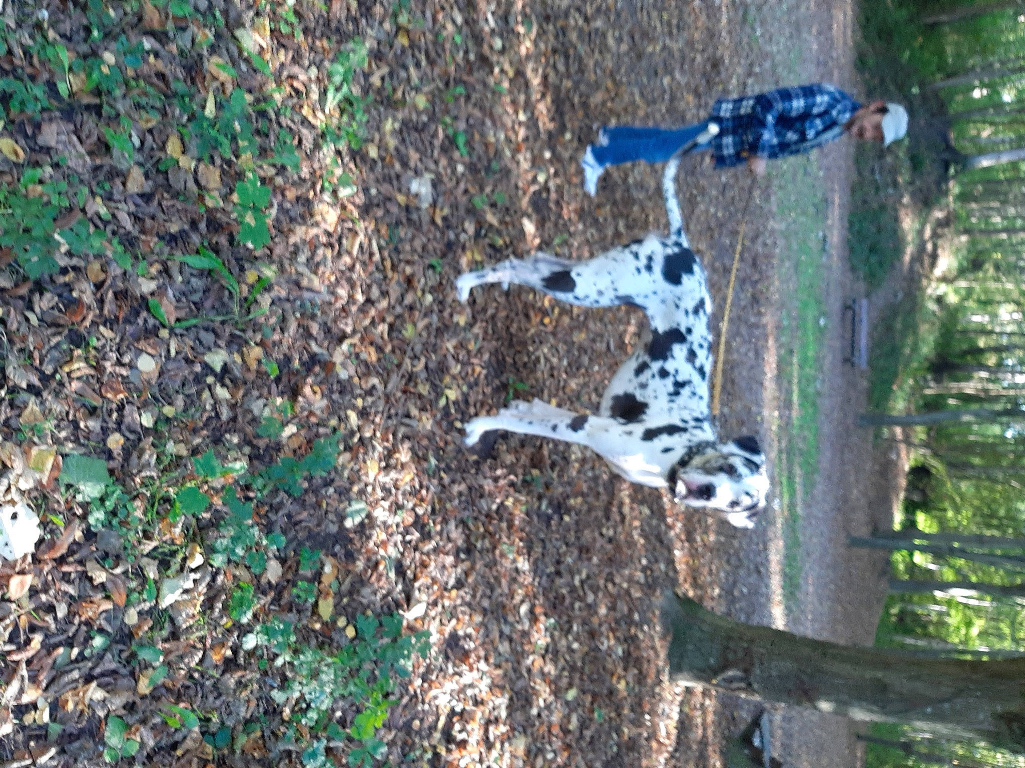 César participe au concours pour gagner de l'argent avec cette photo : art, canidae, carnivore, dalmatian, dog, forest, grass, groundcover, organism, plant, soil, sporting_group, tail, tree, trunk, twig, water, wildlife, wood, woodland