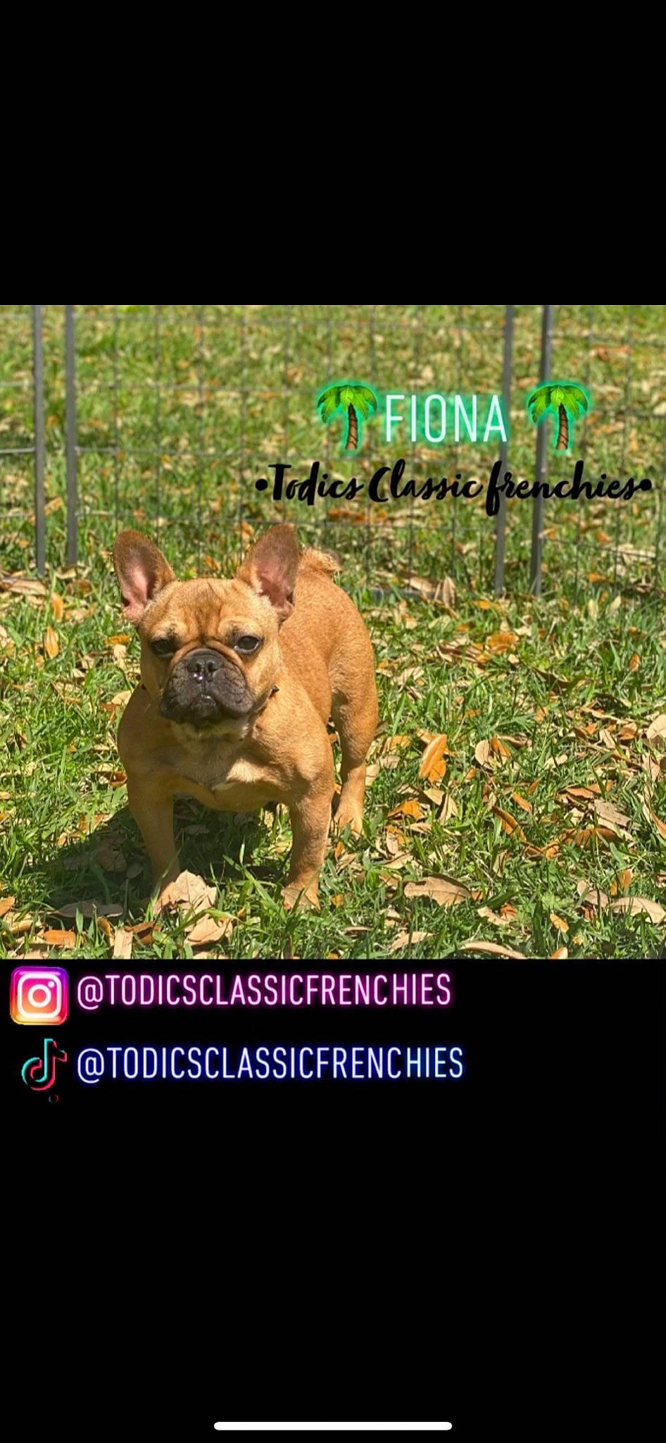 Fiona joined the competition — help win amazing prizes! advertising, carnivore, companion_dog, dog, dog_breed, fawn, font, grass, happy, internet_meme, photo_caption, plant, snout, soil, sporting_group, terrestrial_animal, terrestrial_plant, toy_dog, wildlife, working_animal