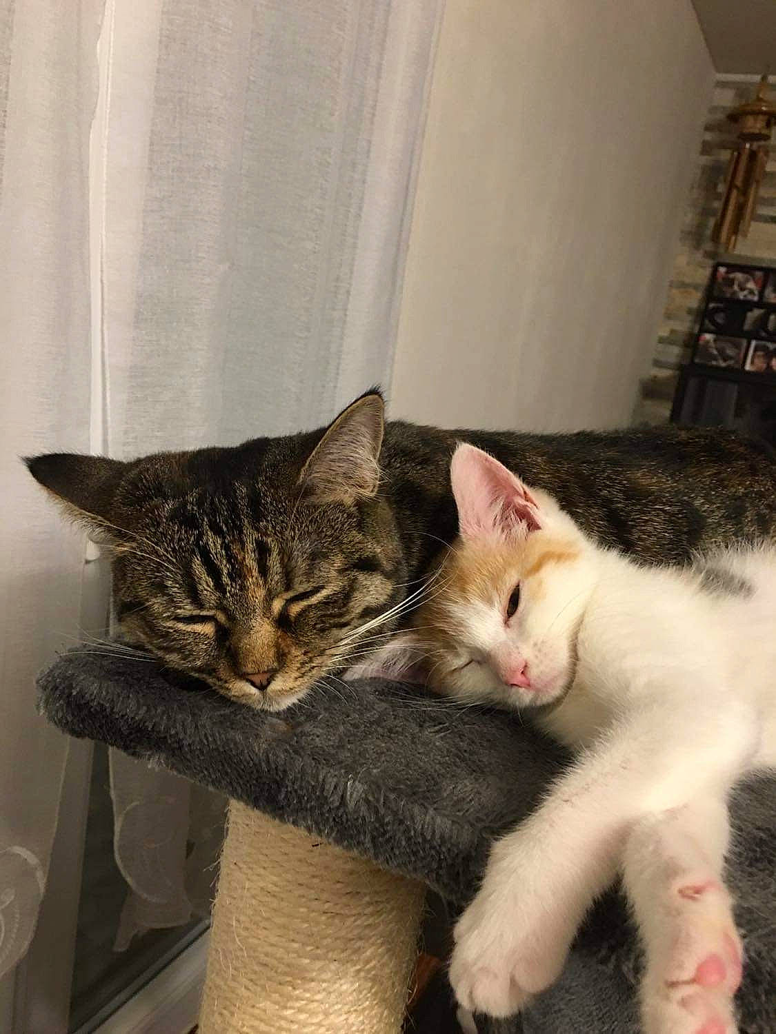 Daisy participe au concours pour gagner de l'argent avec cette photo : carnivore, cat, claw, comfort, domestic_short_haired_cat, ear, eye, fawn, felidae, fur, paw, small_to_medium_sized_cats, snout, tail, whiskers, window