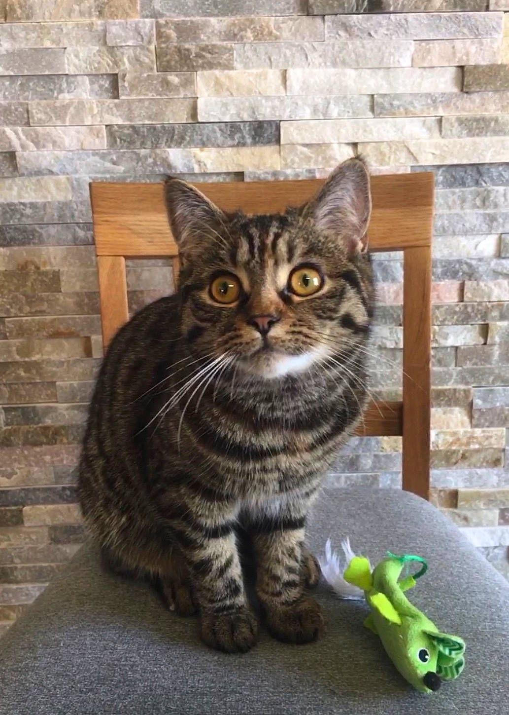 Daisy a rejoint le concours — aidez-le/la à gagner de superbes lots ! brick, brickwork, carnivore, cat, domestic_short_haired_cat, door, felidae, flooring, fur, grey, sitting, small_to_medium_sized_cats, snout, stuffed_toy, tail, terrestrial_animal, toy, whiskers, window, wood