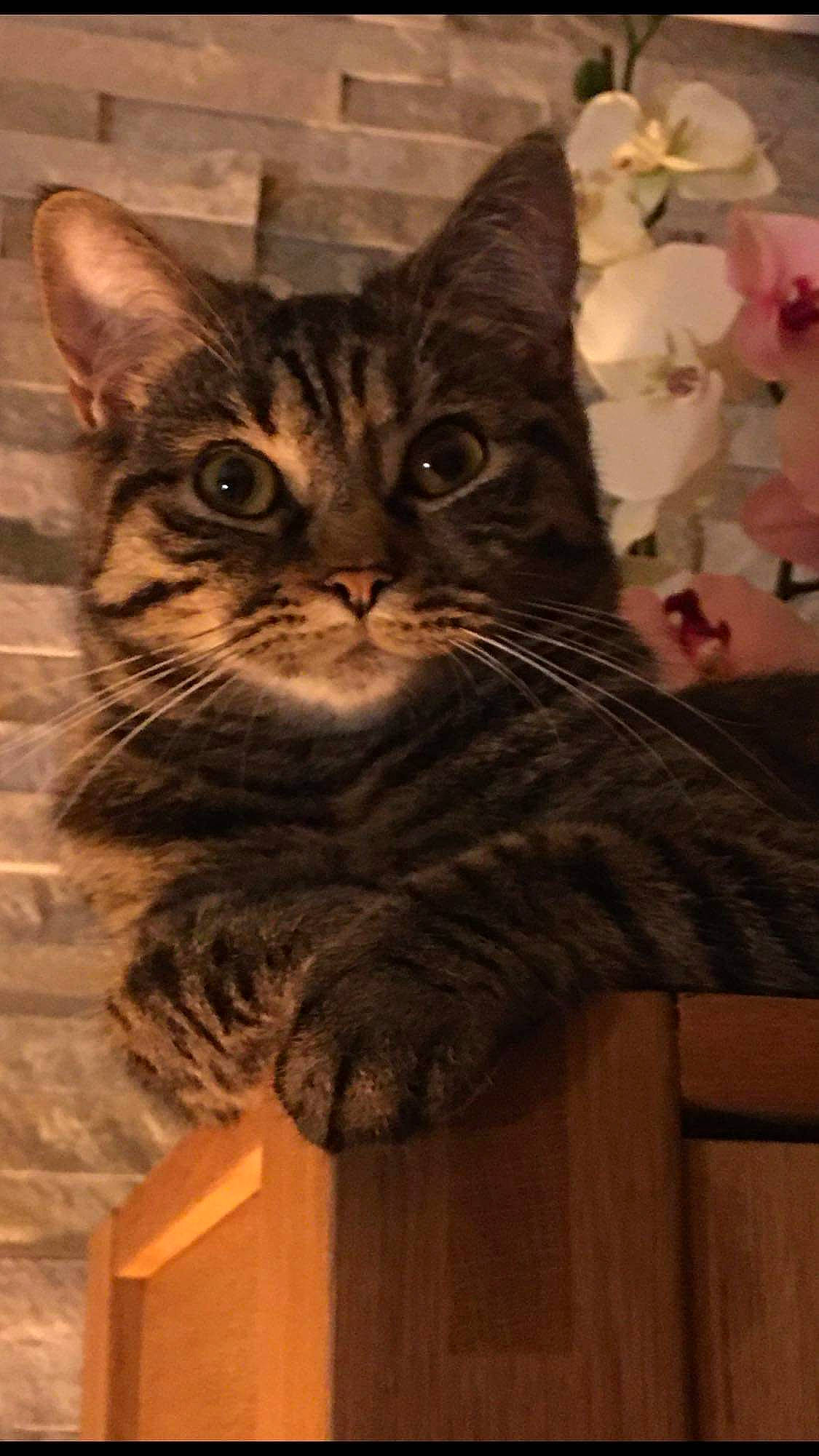 Daisy a rejoint le concours — aidez-le/la à gagner de superbes lots ! box, cardboard, carnivore, cat, domestic_short_haired_cat, door, fawn, felidae, fur, hardwood, iris, paw, sitting, small_to_medium_sized_cats, snout, tail, tree, whiskers, window, wood