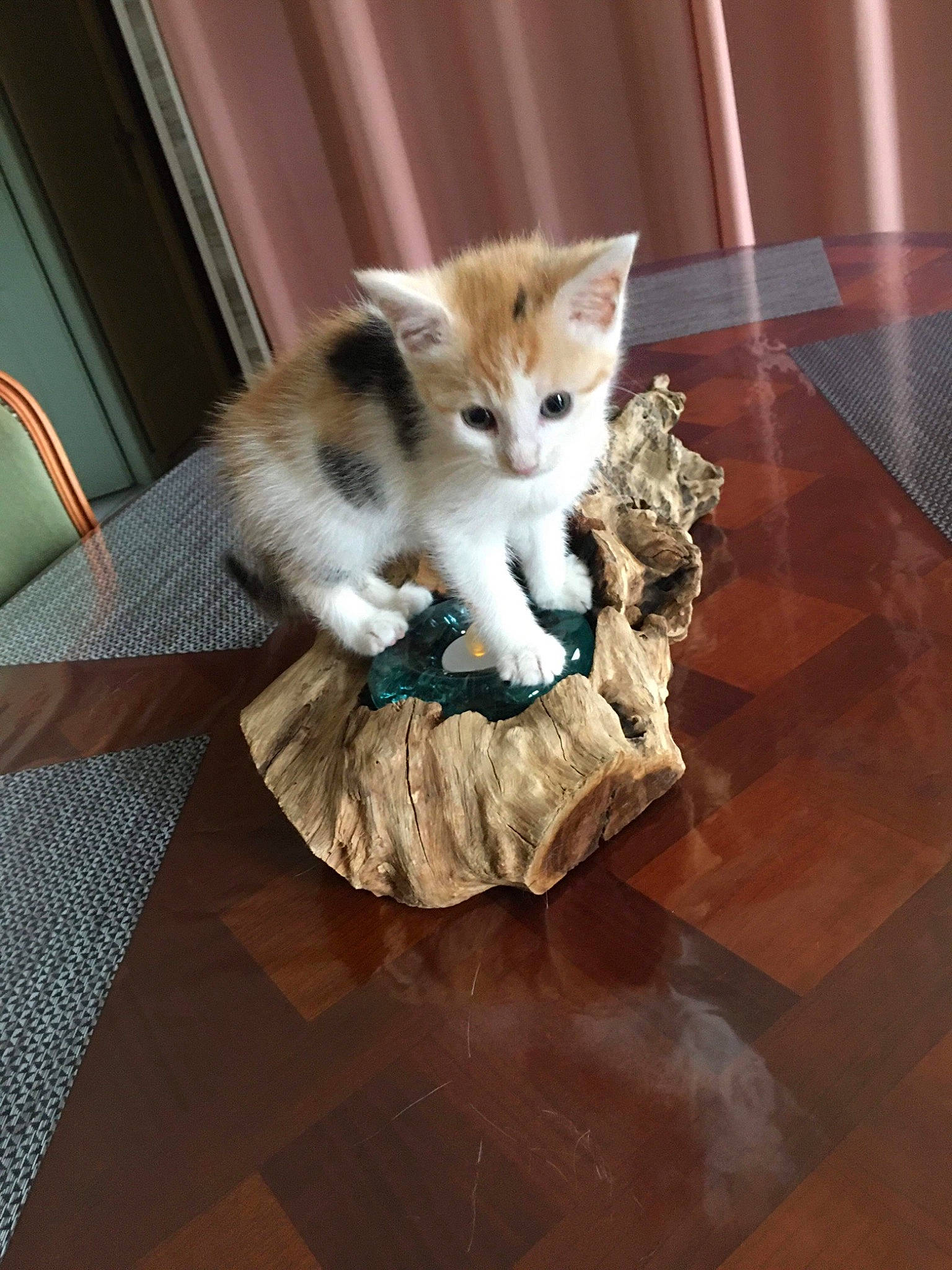 Maya participe au concours pour gagner de l'argent avec cette photo : canidae, carnivore, cat, comfort, companion_dog, domestic_short_haired_cat, fawn, felidae, floor, flooring, hardwood, laminate_flooring, small_to_medium_sized_cats, snout, table, tail, tile_flooring, whiskers, wood, wood_flooring