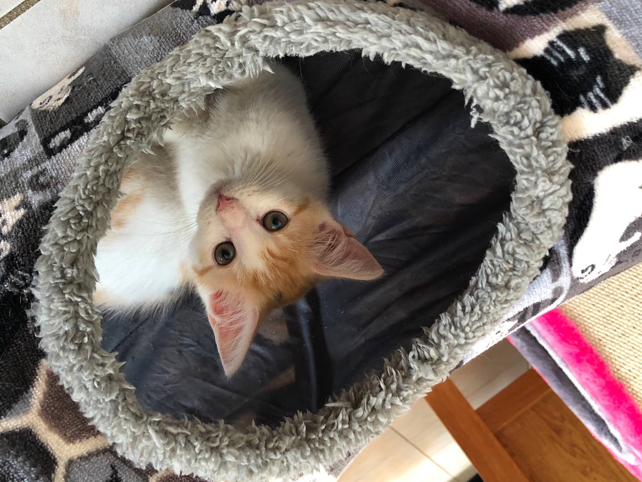 Maya participe au concours pour gagner de l'argent avec cette photo : animal_shelter, cage, canidae, carnivore, cat_bed, cat_supply, companion_dog, dog_breed, domestic_short_haired_cat, fang, fawn, felidae, fur, opossum, pet_supply, small_to_medium_sized_cats, snout, toy, whiskers, window