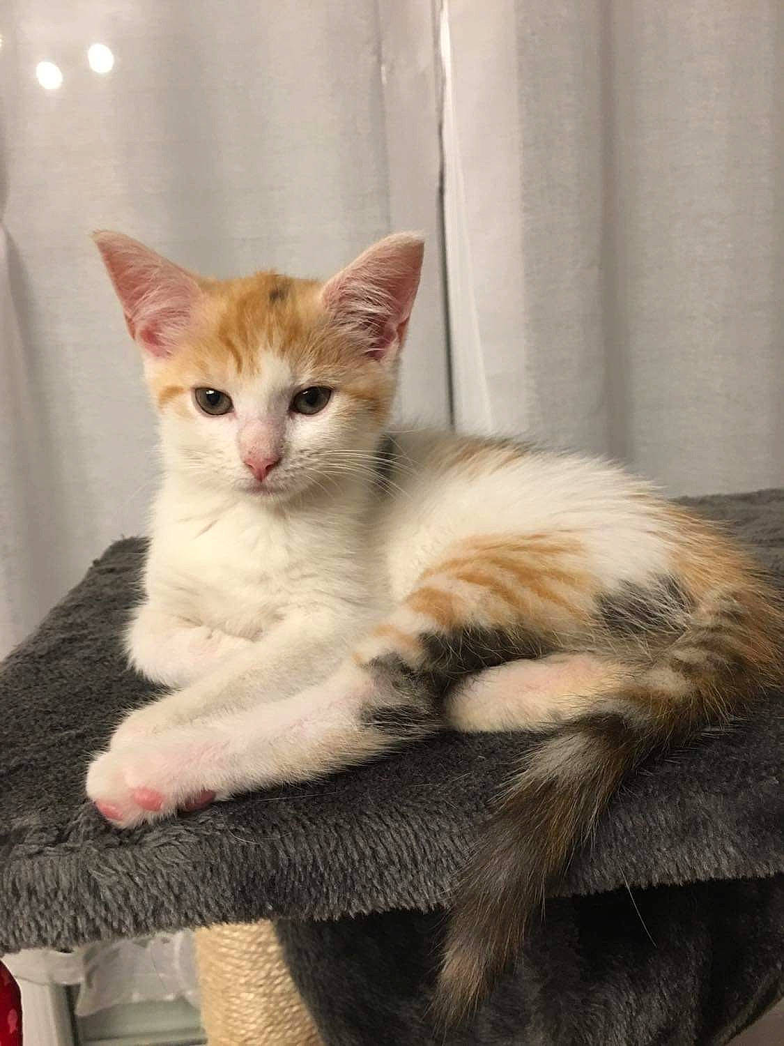 Maya participe au concours pour gagner de l'argent avec cette photo : carnivore, cat, claw, comfort, curtain, domestic_short_haired_cat, fawn, felidae, foot, fur, paw, sitting, small_to_medium_sized_cats, snout, tail, whiskers