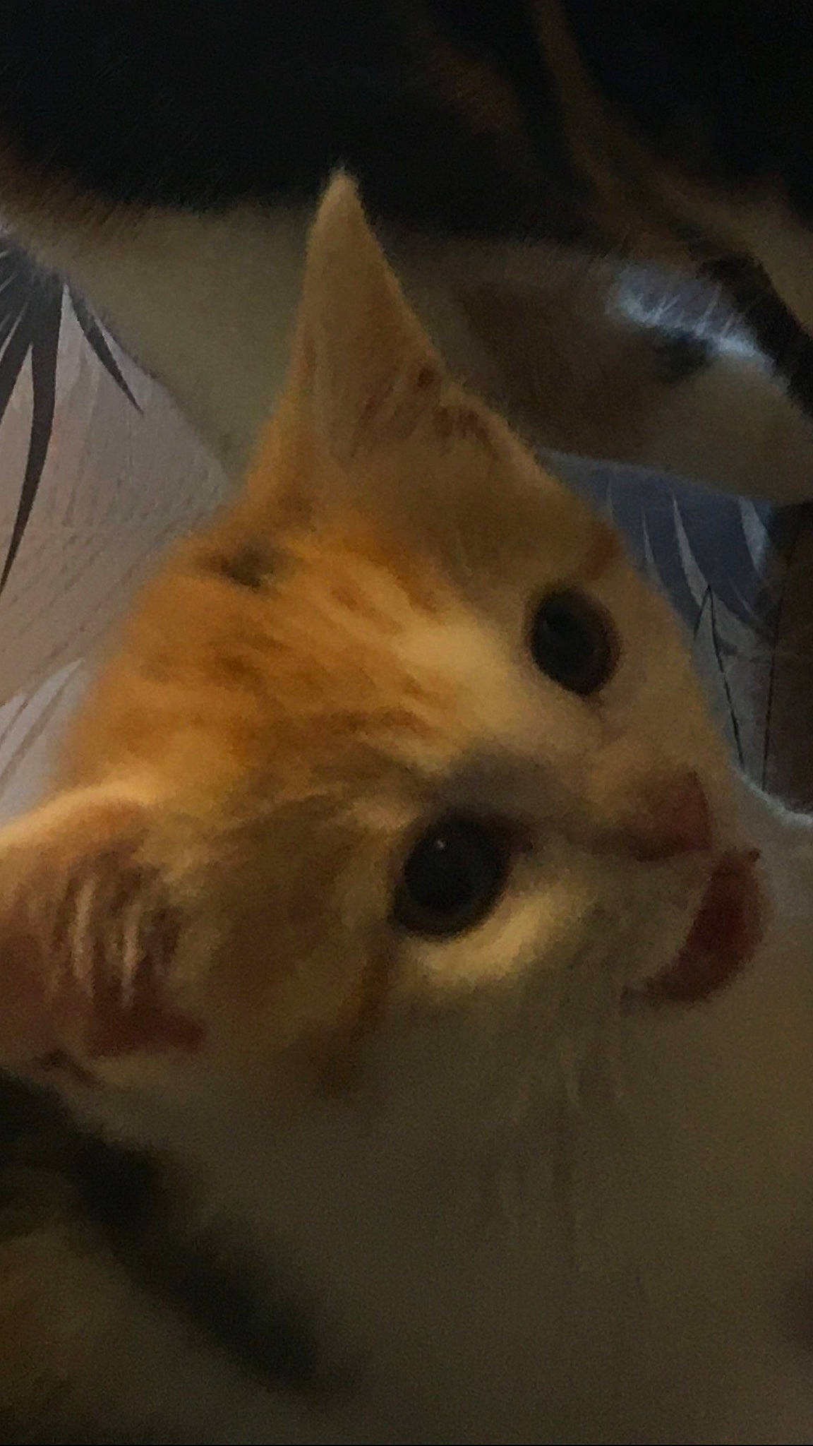 Maya a rejoint le concours — aidez-le/la à gagner de superbes lots ! canidae, carnivore, cat, companion_dog, dog_breed, fawn, felidae, fur, paw, small_to_medium_sized_cats, snout, sporting_group, tail, terrestrial_animal, whiskers, wood